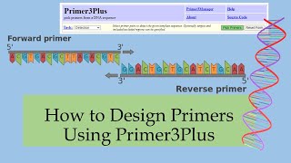 How to Design Primers Using Primer3Plus [upl. by Comethuauc]