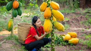 Harvesting Papaya And Goes To Market Sell  Daily Life Of Single Girl  Tieu Tam Daily Life [upl. by Alleinad941]