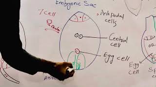 Double fertilization zygote formation fusion of gametes [upl. by Rachaba]