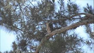 Red Shouldered Hawk Territorial call [upl. by Lud935]