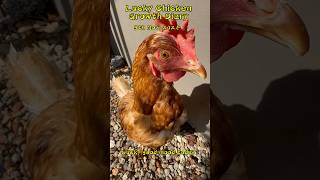 Lucky chicken favorite wheats   Daily life of a pet chicken chicken rooster backyardchickens [upl. by Llimaj]