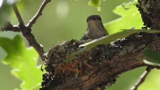 Broadtailed hummingbird feeding nestling [upl. by Peter]