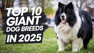 Top 10 Giant Dog Breeds to Own in 2025  Best Large Size Dogs  Petsinfomania [upl. by Maples]