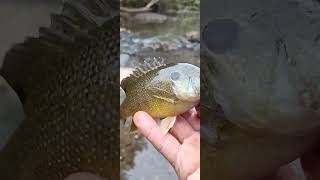 Creek Fishing Fish 2 sunfish of 6 [upl. by Attevroc781]