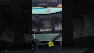 My cat behaved well during the long journey shorts cat funny [upl. by Prussian]