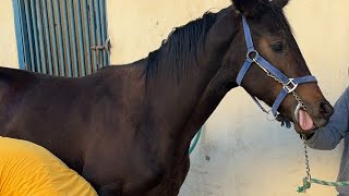 Hoof shoeing and Restorationhorse farrier satisfying [upl. by Gustave]