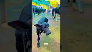 बछड़ा Buffalo Calf dairyfarm pashupalanvibhag calf [upl. by Eitsirc]