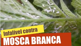 FIM DA MOSCA BRANCA  3 Receitas infalíveis [upl. by Minica]