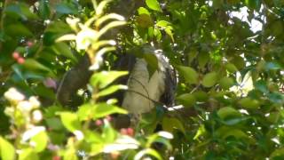 Juvenile Channelbilled Cuckoo [upl. by Eaves]