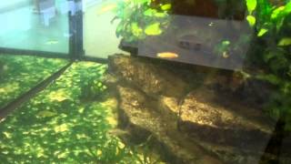 3700L Aquarium Afrika Cichliden [upl. by Erde]