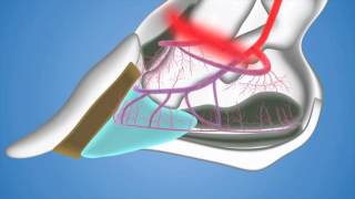 Laminitis en Equinos [upl. by Hennebery]