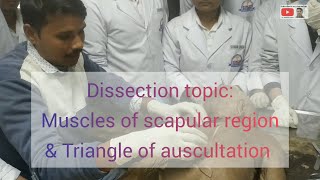 Muscles of scapular region I Triangle of auscultation I Anatomy dissection I Dr Vibhash Vaidya [upl. by Raval]