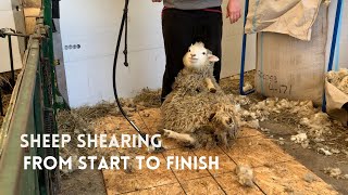 Sheep Shearing From Start to Finish [upl. by Yhtur]