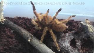 Feeding adult females Ceratogyrus marshalli and Pterinochilus murinus [upl. by Amabelle943]