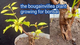 the bougainvillea plant growing for bonsai [upl. by Hesler555]