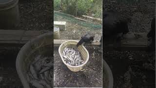 Hungry Cormorant Bird  Fish Swallowing is Magicalbirds birdconservation birdfeeding birdslover [upl. by Macdonald]