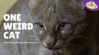 What is a Jaguarundi 5 Things You Need to Know [upl. by Ovida]