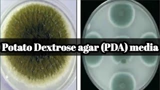 Potato Dextrose agar PDA media culture media lecture 29 [upl. by Oal]