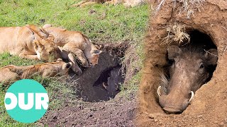 Lions Learned To Dig Out Hiding Warthogs  Our World [upl. by Haldes]