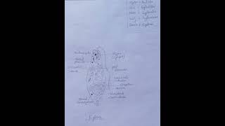 EuglenaHow to draw easily euglenabiology phylumprotozoa zoologypractical viralshorts [upl. by Benjy]