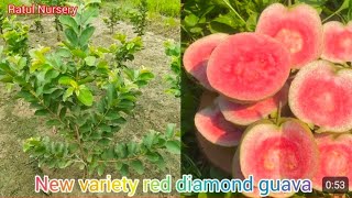 Japanese Red Diamond Guava farming and plant available [upl. by Seira919]