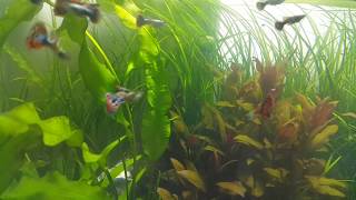 QUAL O PH IDEAL PARA O AQUARIO DE LEBISTES  GUPPIES  GUPPYS GUPPY [upl. by Alleiram]