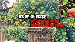 详解金银花如何修剪Geißblatt不同品种修剪时间段如何修剪打造一面花墙修剪的重点和注意事项23102024 [upl. by Salokin]