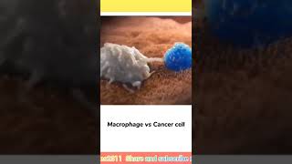 macrophages and cancer cells biology bio biodiversity biohazard biography [upl. by Beverlee472]