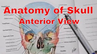 Anatomy of skull  Anterior view  Anatomy in HindiUrdu  2020 [upl. by Enitnelav]