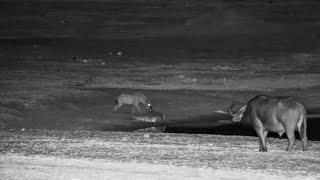 Hyena Checks Out A Crocodile [upl. by Sonstrom]