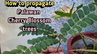 How to Propagate PALAWAN CHERRY BLOSSOM TREES  Balayong tree [upl. by Adelina]