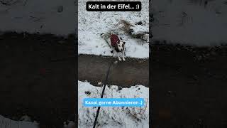 Hund mit Winter Jacke  Ist kalt geworden in der Eifel [upl. by Duggan86]