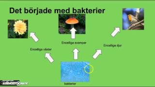 Introduktion biologi åk 7 [upl. by Hoyt]