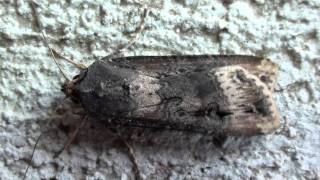 Ipsilon Dart Moth Noctuidae Agrotis ipsilon Dorsal view [upl. by Karry]