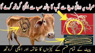 best deworming for goatjanwaro ko mota kerne ka tarikabest deworming for animals [upl. by Rafaelof350]