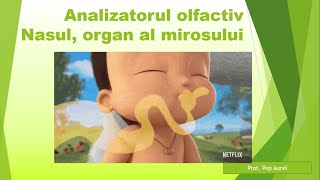 Analizatorul olfactivNasul organ al mirosului [upl. by Taggart]