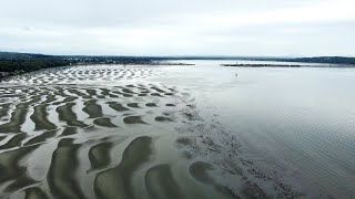 Semiahmoo First Nation amp A Rocha Canada  Revitalizing Traditional Shellfish Harvest in Boundary Bay [upl. by Flint]