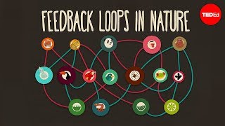 Feedback loops How nature gets its rhythms  AnjeMargriet Neutel [upl. by Neelrahs]