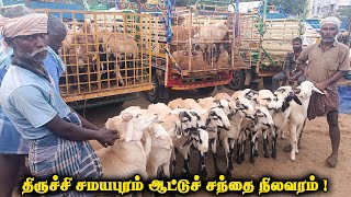 திருச்சி சமயபுரம் ஆட்டுச் சந்தை நிலவரம்  Trichy Samayapuram aattu santhai  Goat market in Trichy [upl. by Poppo]