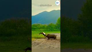 Fun fight between Goat and Pig 🐷 Shorts wildanimals funnyanimals pig goat animallover shorts [upl. by Ro]