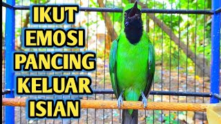 Cucak Ijo Emosi Membuat Cucak Ijo Lain Ikut Gacor Keluar Materi Isian [upl. by Lipps810]