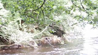 Immediately downstream from the Strid [upl. by Phillis]