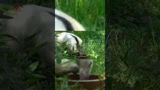 Real Anteater Sounds  High Quality  Strange Anteater Sound Experience  4K shorts [upl. by Prud]