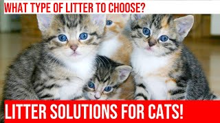 Choosing the Right Cat Litter for Your Pet [upl. by Yras]