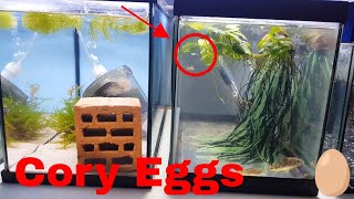 How to collect Corydoras Eggs and Breed C paleatus  Peppered Catfish [upl. by Anileuqcaj785]