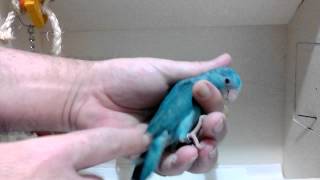 Parrotlets For Sale  Female Blue Parrotlet Babies w757 [upl. by Powe]