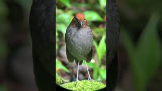 Birds of Colombia Chestnutnaped Antpitta [upl. by Einahpetse783]