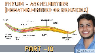 PHYLUM  ASCHELMINTHES NEMATHELMINTHES OR NEMATODA  11th biology [upl. by Adnirb61]