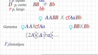 Problemas de genética doble homocigoto dominante contra un doble heterocigoto [upl. by Ardnua587]