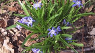 Grote sneeuwroem Chionodoxa forbesii Baker  20170325 [upl. by Chalmers959]